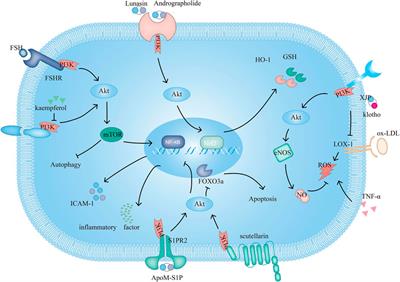 Role of PI3K in the Progression and Regression of Atherosclerosis